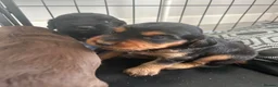 Cocker Spaniel dogs for sale: KC Registered Working Cocker Spaniel Puppies - Advert 9