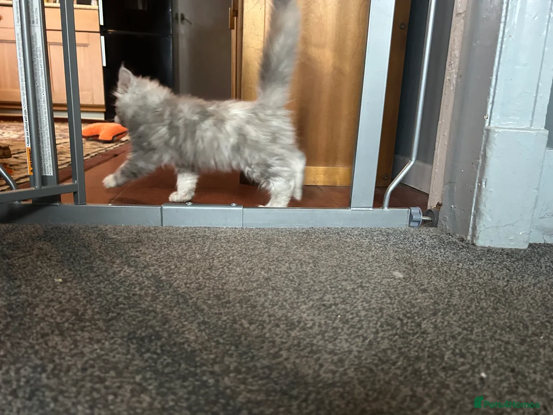 Maine Coon cats for sale: Tica Registered female Maine Coon kittens - Advert 19