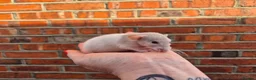 Rat rodents for sale: Various male and female rats  - Advert 5