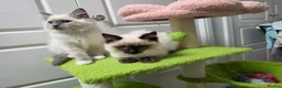 Ragdoll cats for sale: GCCF registered stunning girls available!  - Advert 6