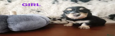 Miniature Dachshund 2
