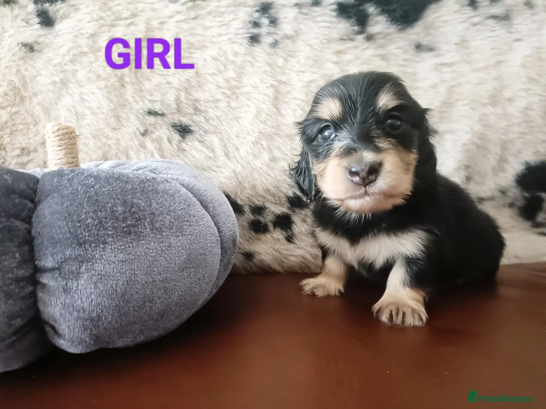 Miniature Dachshund dogs for sale: Quality Longhaired mini dachshund trusted breeder  - Advert 15