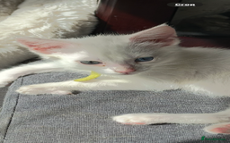 Turkish Angora cats for sale: Mainecoon x  - Image 5