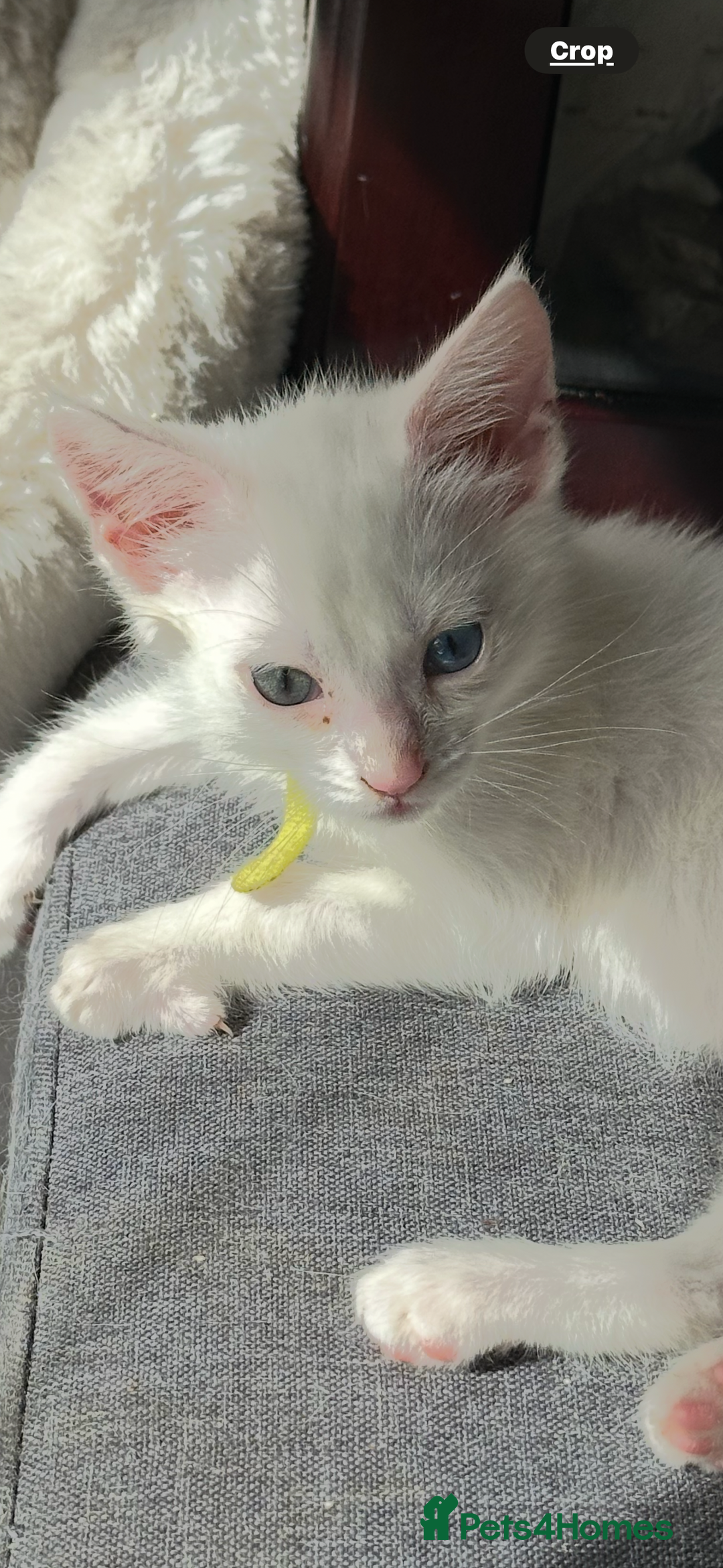 Turkish Angora cats for sale: Mainecoon x  - Image 5