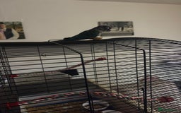 Conures birds for sale: Turquoise green cheek conure named ash - Image 3