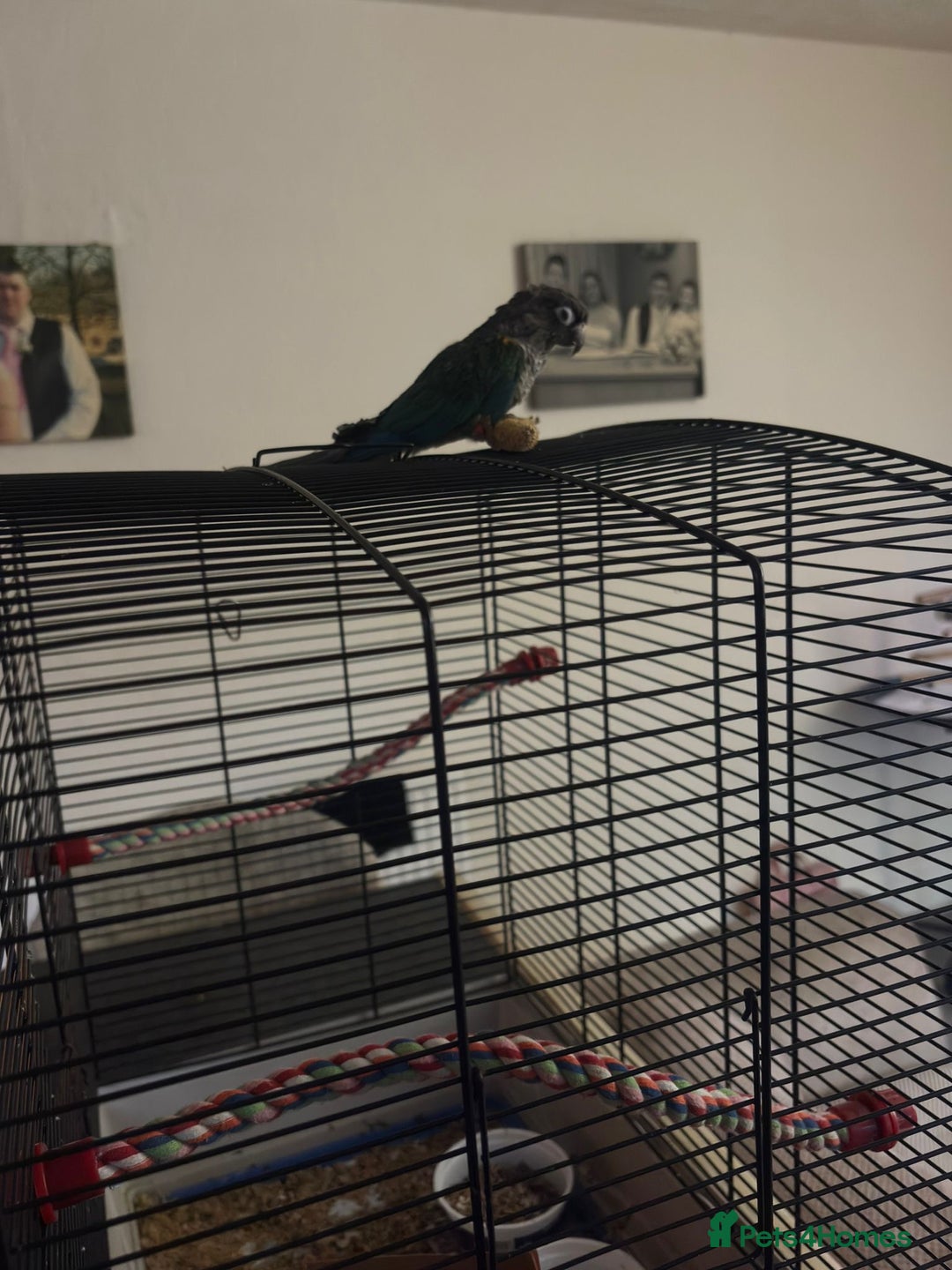 Conures birds for sale: Turquoise green cheek conure named ash - Image 3