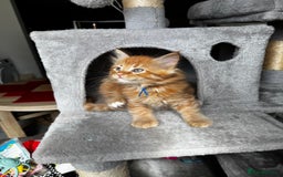 Maine Coon cats for sale: Ginger Polydactyl Main Coon kittens available - Image 3