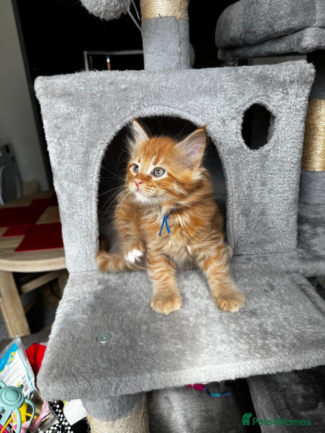 Maine Coon cats for sale: Ginger Polydactyl Main Coon kittens available - Image 3