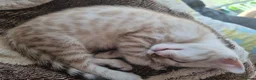 Bengal cats for sale: Snow Leopard Bengal Kitten - Advert 12