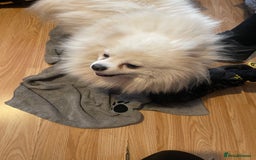 Pomeranian dogs for sale: Beautiful Pomerian Puppy’s  - Image 13