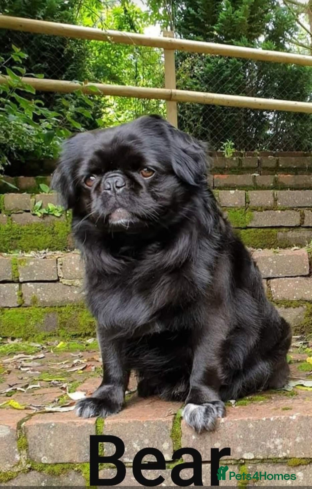 Pug dogs for stud: FLUFFY PUG STUD Blue Choc Black Tan carrier Husky - Advert 9