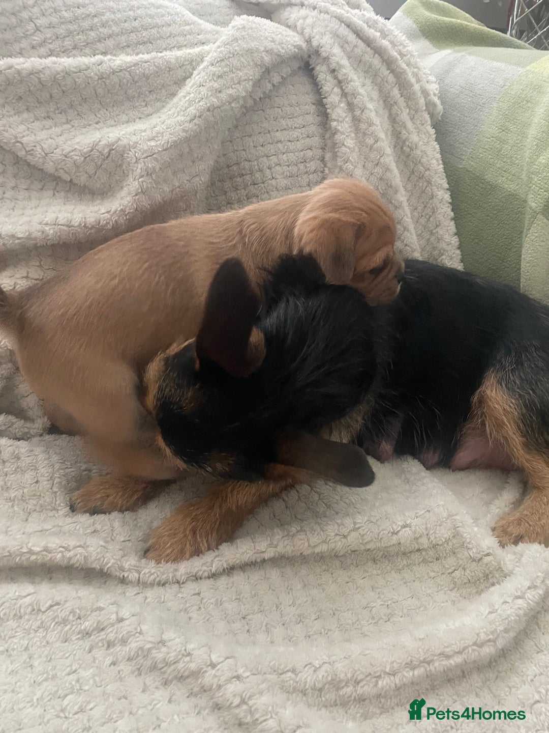 Jug dogs for sale: Jug puppies for sale 4 boys 2 girls 5 weeks old - Advert 4