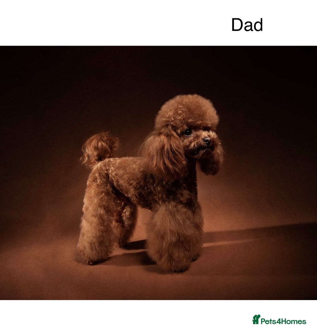 Toy Poodle dogs for sale: Tiny Toy Poodles - Advert 18