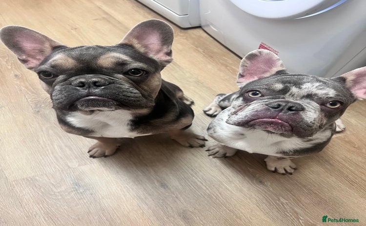 French Bulldog dogs - Advert 2