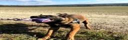 Belgian Shepherd Dog dogs for sale: Belgium Malinois - Advert 21