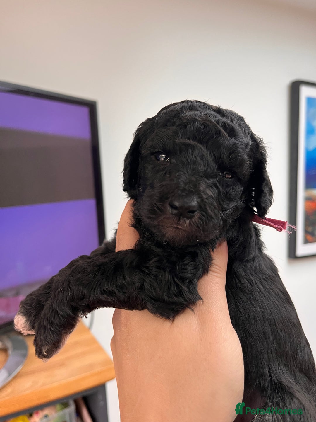 Australian Labradoodle dogs for sale: Home raised, DNA tested, Australian Labradoodles - Advert 21