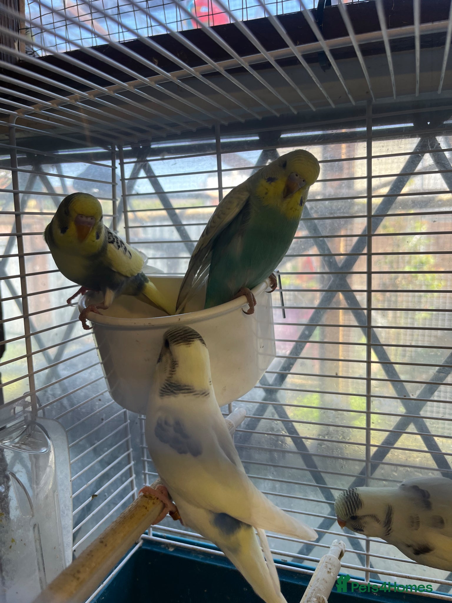 Budgerigars birds Baby budgies - Advert 4