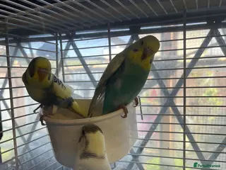 Budgerigars birds Baby budgies - Advert 9