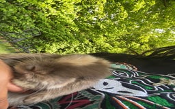 Mini Lop rabbits for sale: Pedigree mini lop - Advert 2