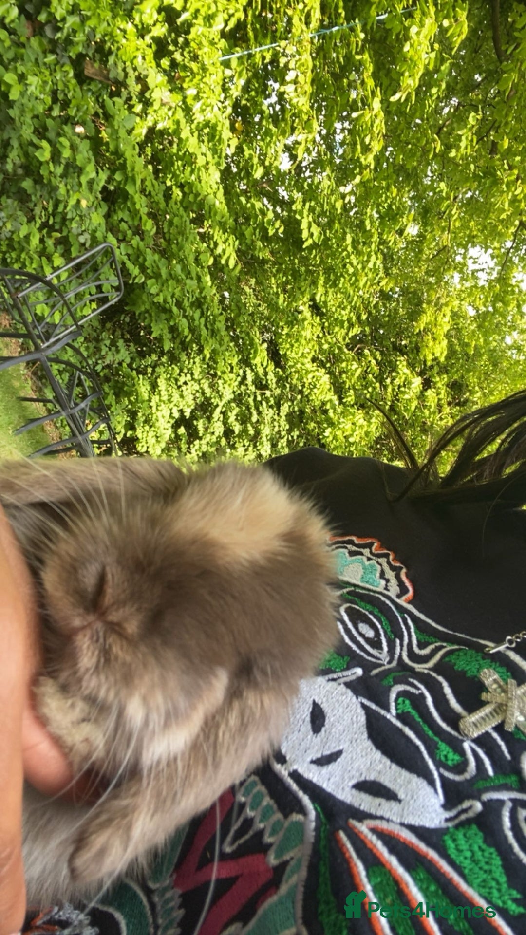 Mini Lop rabbits for sale: Pedigree mini lop - Advert 2