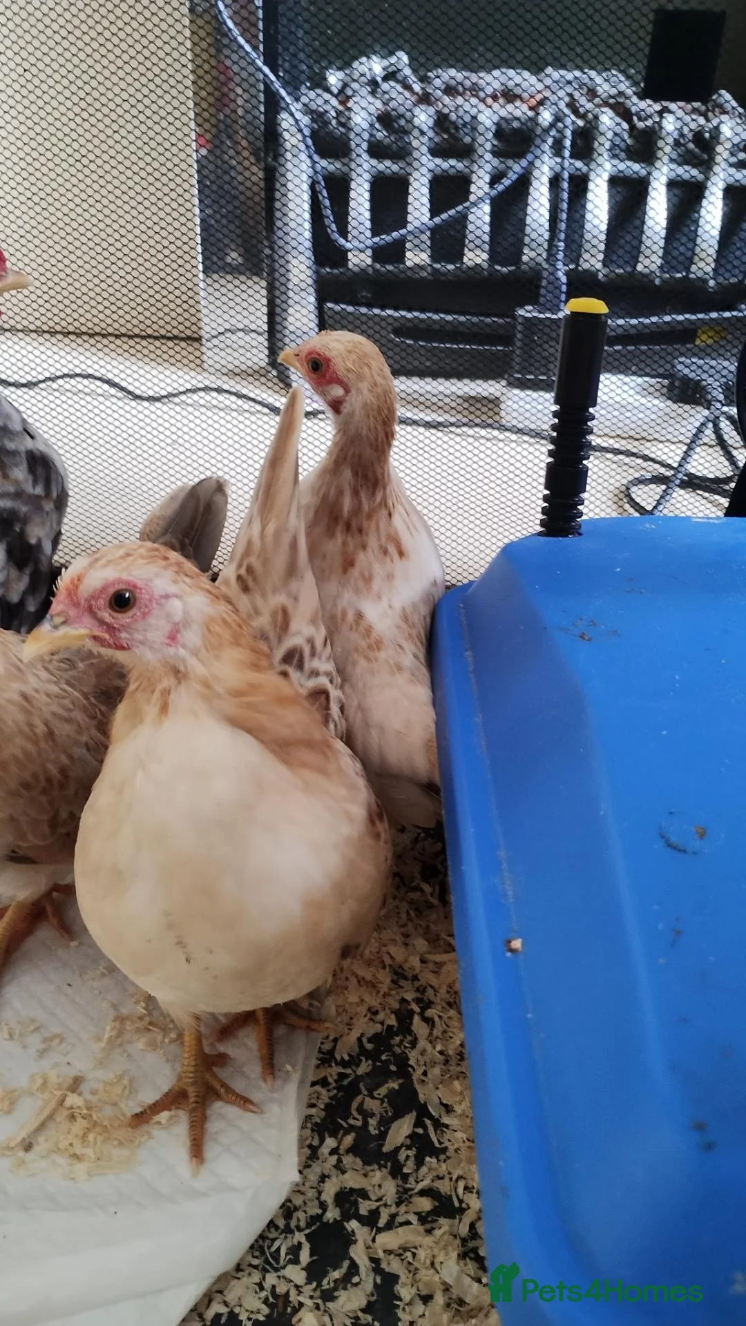 Chickens poultry for sale: 2 X trio serama chicks  - Advert 6