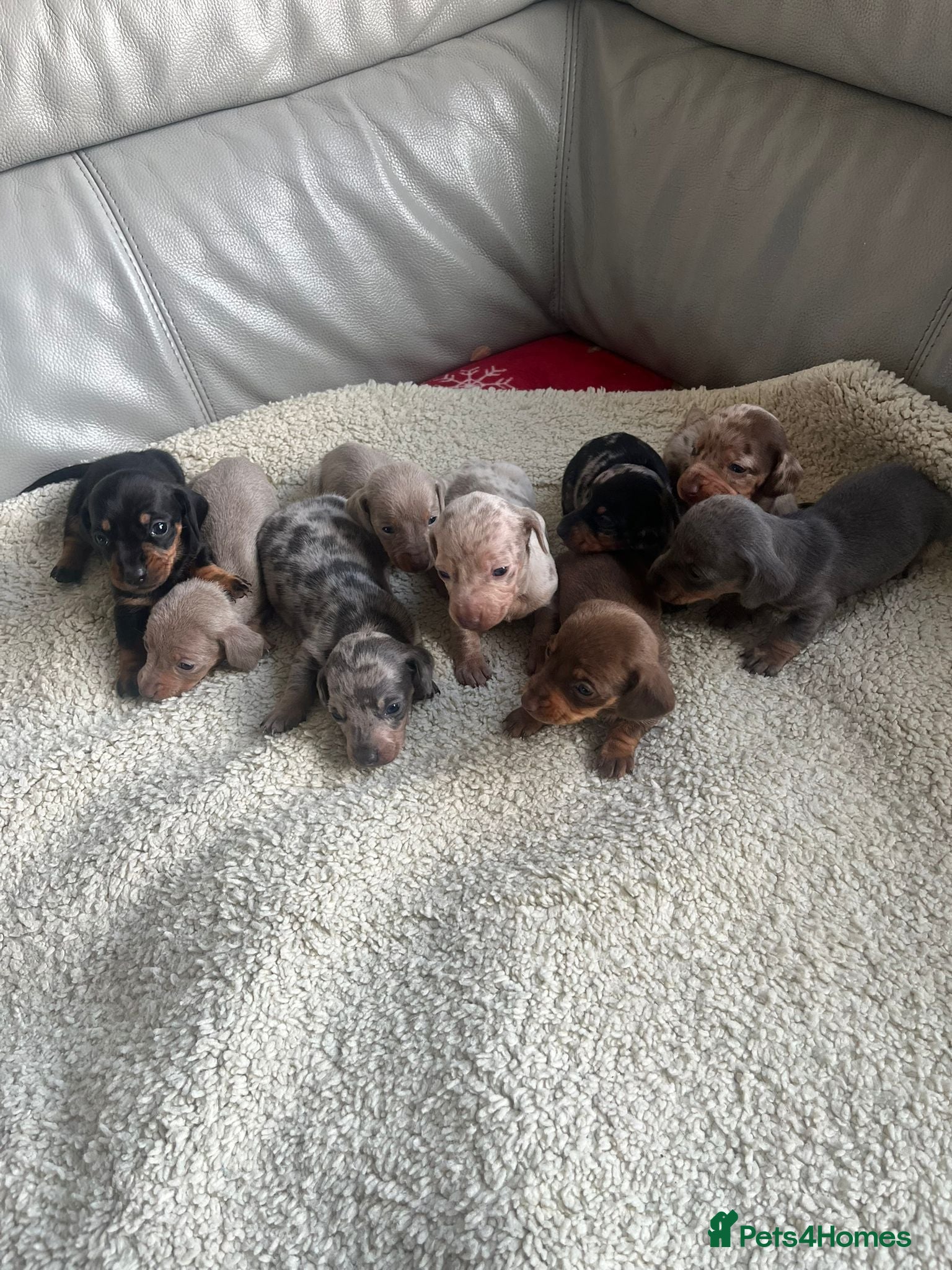 Miniature Dachshund dogs REDUCE PRICE Stunning litter of mini dachshunds  - Advert 9
