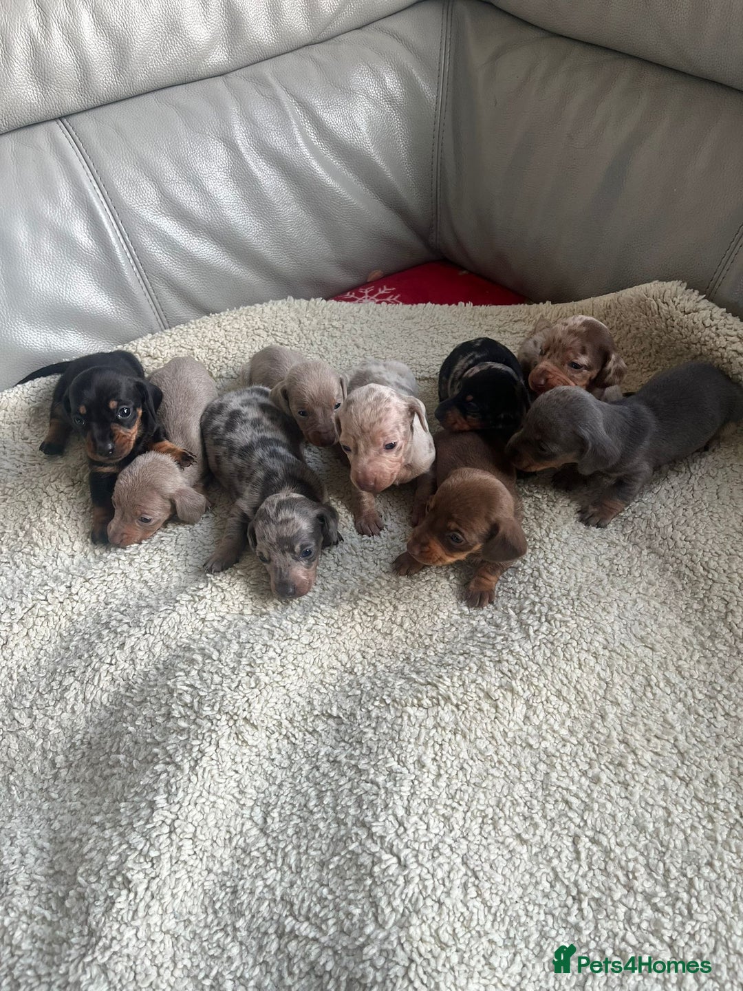 Miniature Dachshund dogs for sale: Stunning litter of mini dachshunds  - Advert 1