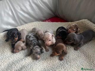Miniature Dachshund dogs Stunning litter of mini dachshunds - Advert 5