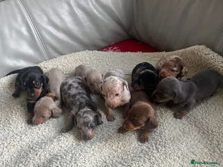 Miniature Dachshund dogs REDUCE PRICE Stunning litter of mini dachshunds - Advert 15