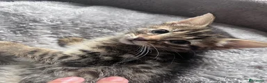Mixed Breed Kitten 4