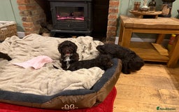 Cockapoo dogs for sale: Beautiful litter of chocolate cockapoo puppies  - Advert 18