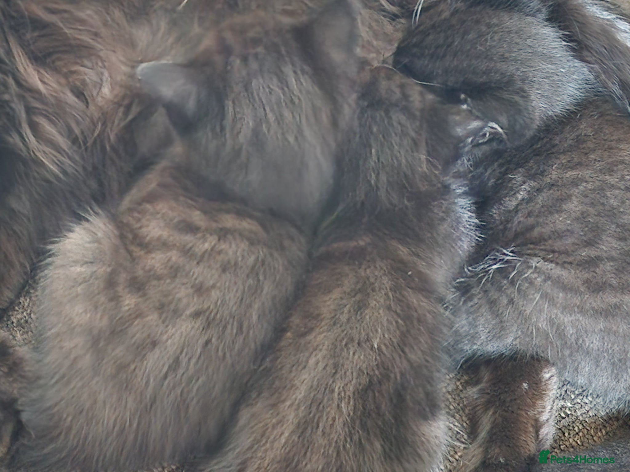 Mixed Breed cats Come for your best friend! - Advert 1