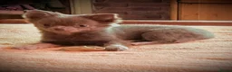 Chihuahua dogs for sale: Tiny stunning Russian Chihuahua’s   - Advert 15