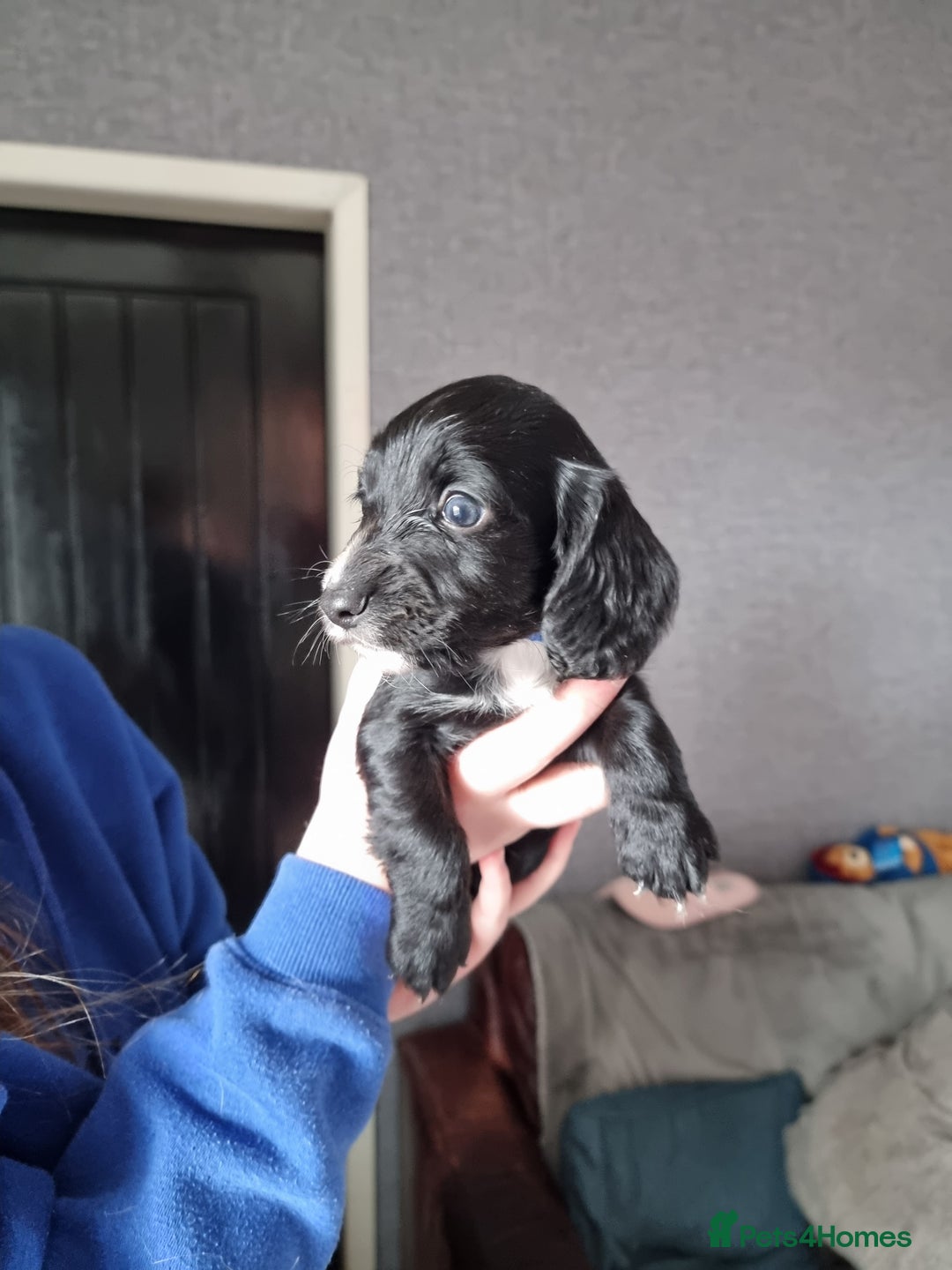 Cocker Spaniel dogs for sale: Boy cocker spaniel  - Image 8