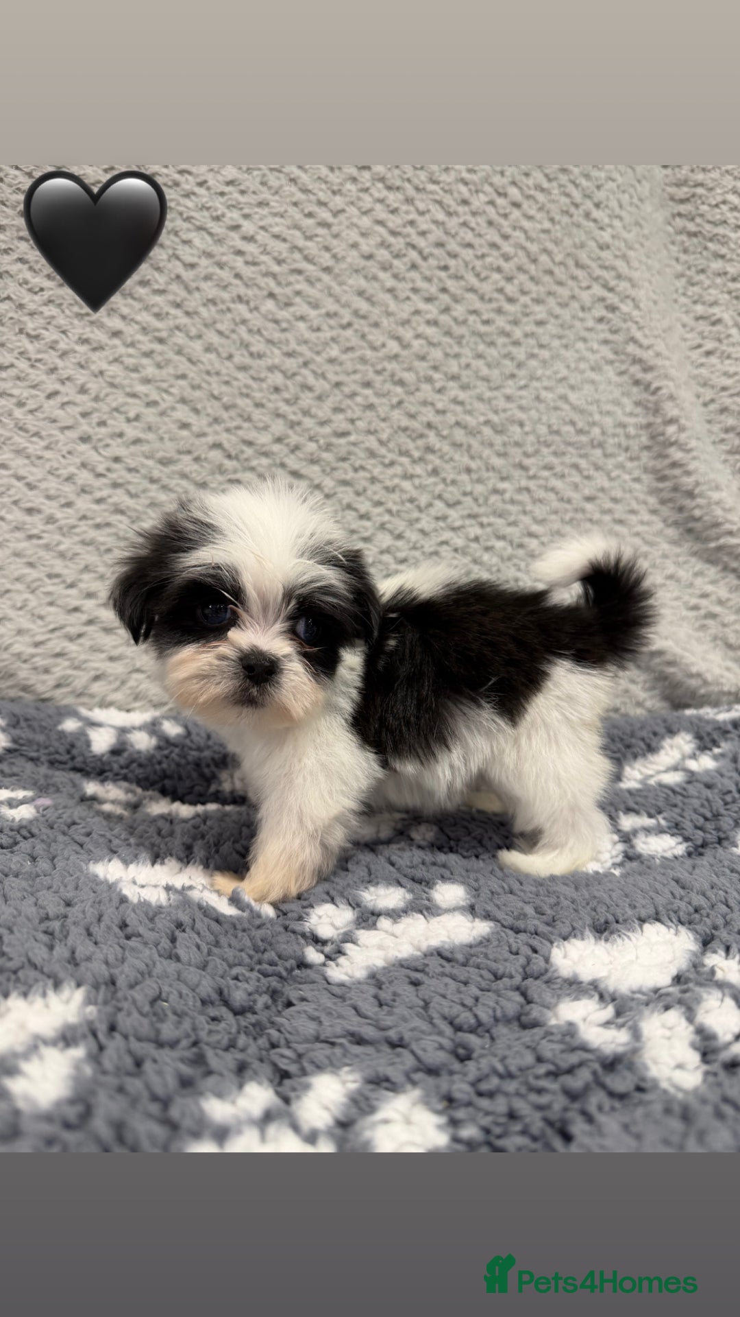 Lhasa Apso dogs for sale: Lhasa apso puppies 🐶 - Advert 15