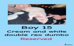 Rat rodents for sale: Beautiful baby rats looking for forever homes! - Advert 30
