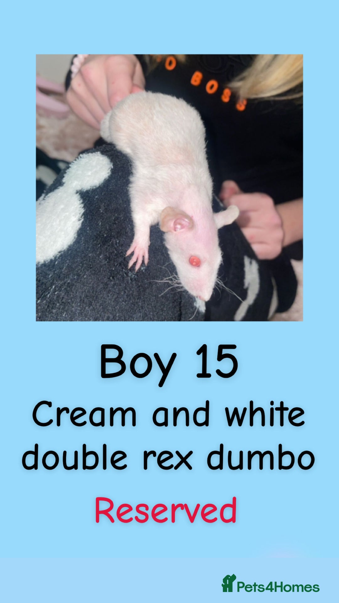 Rat rodents for sale: Beautiful baby rats looking for forever homes! - Advert 30
