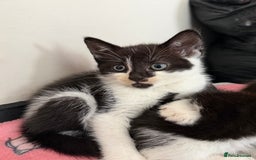 Mixed Breed cats for sale: Kittens ready for forever sofa’s. - Image 3