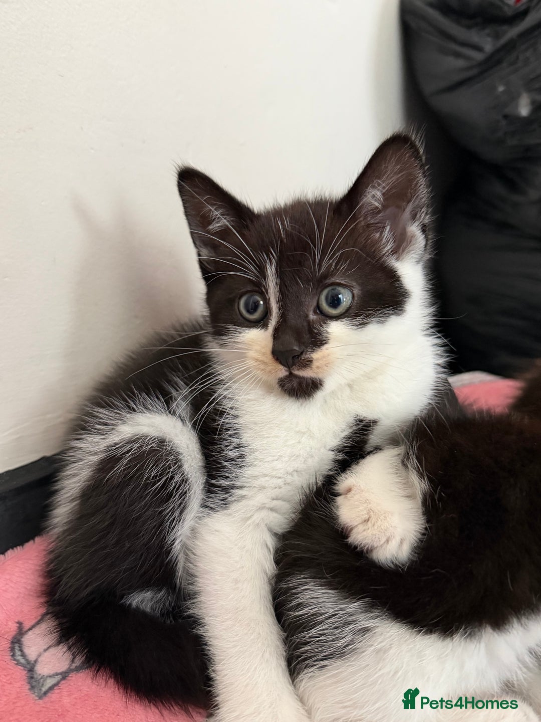 Mixed Breed cats for sale: Kittens ready for forever sofa’s. - Image 3