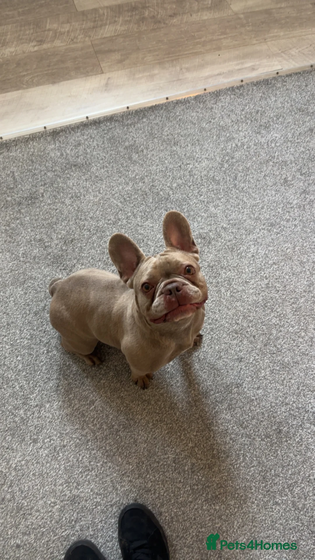 French Bulldog dogs for sale: Fendi 4 year old female frenchie  in Torquay - Advert 2