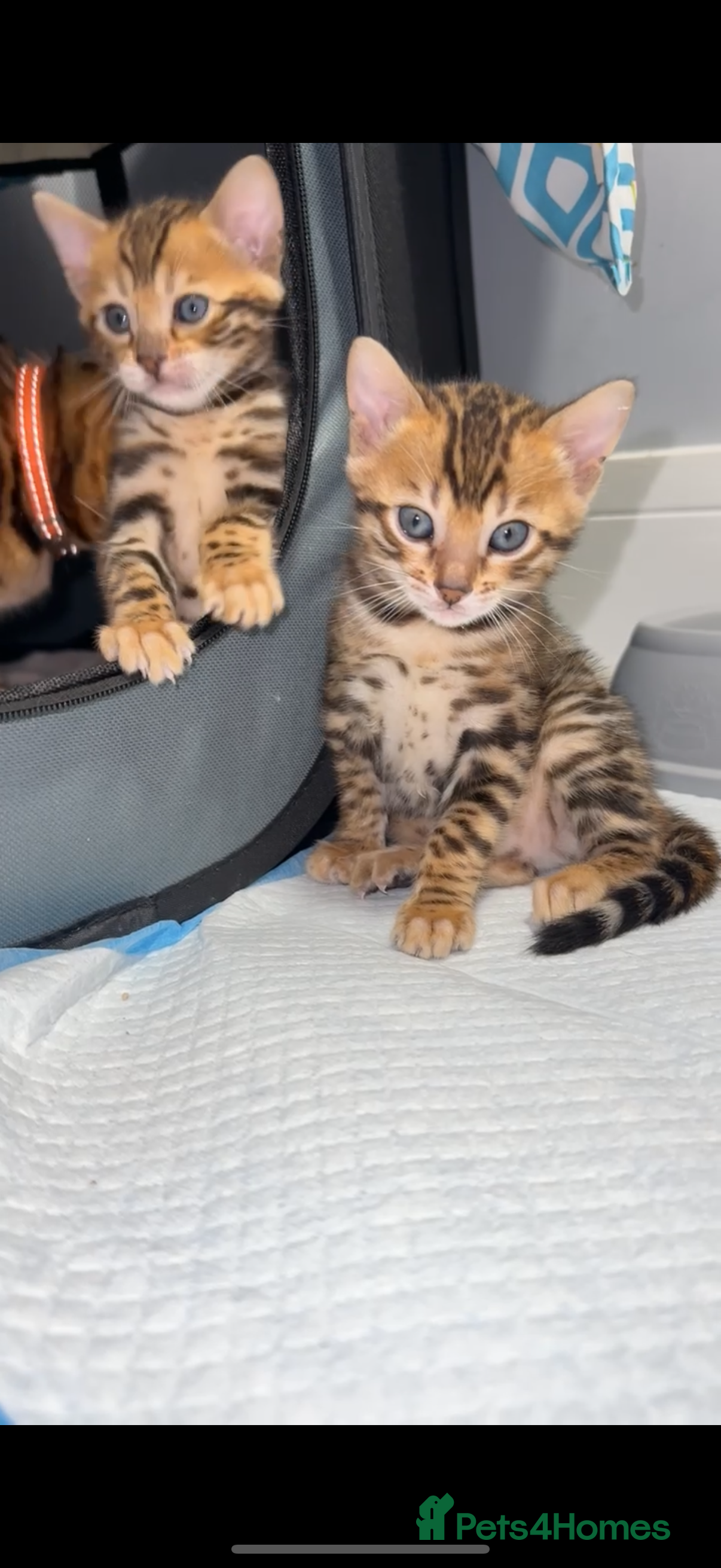 Bengal cats TIKA registered Pure Bengal Female kittens - Advert 11