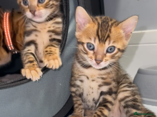 Bengal cats TIKA registered Pure Bengal Female kittens - Advert 12