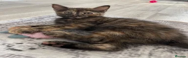 Mixed Breed 2