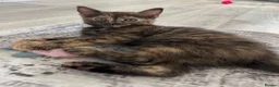 Mixed Breed cats for sale: Very sweet kittens - Advert 4
