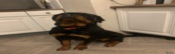 Rottweiler dogs for sale: FRIENDLY PUPPY ROTTWEILER  - Advert 5