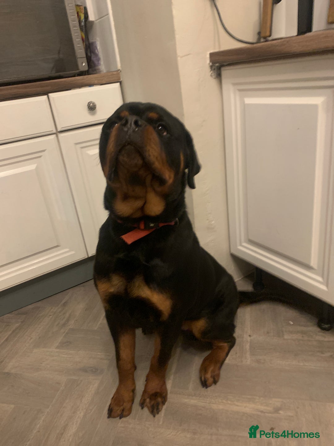 Rottweiler dogs for sale: FRIENDLY PUPPY ROTTWEILER  - Advert 5