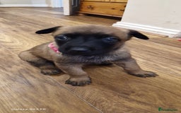 Belgian Shepherd Dog dogs for sale: Stunning Belgian Malinois Puppies - Image 8