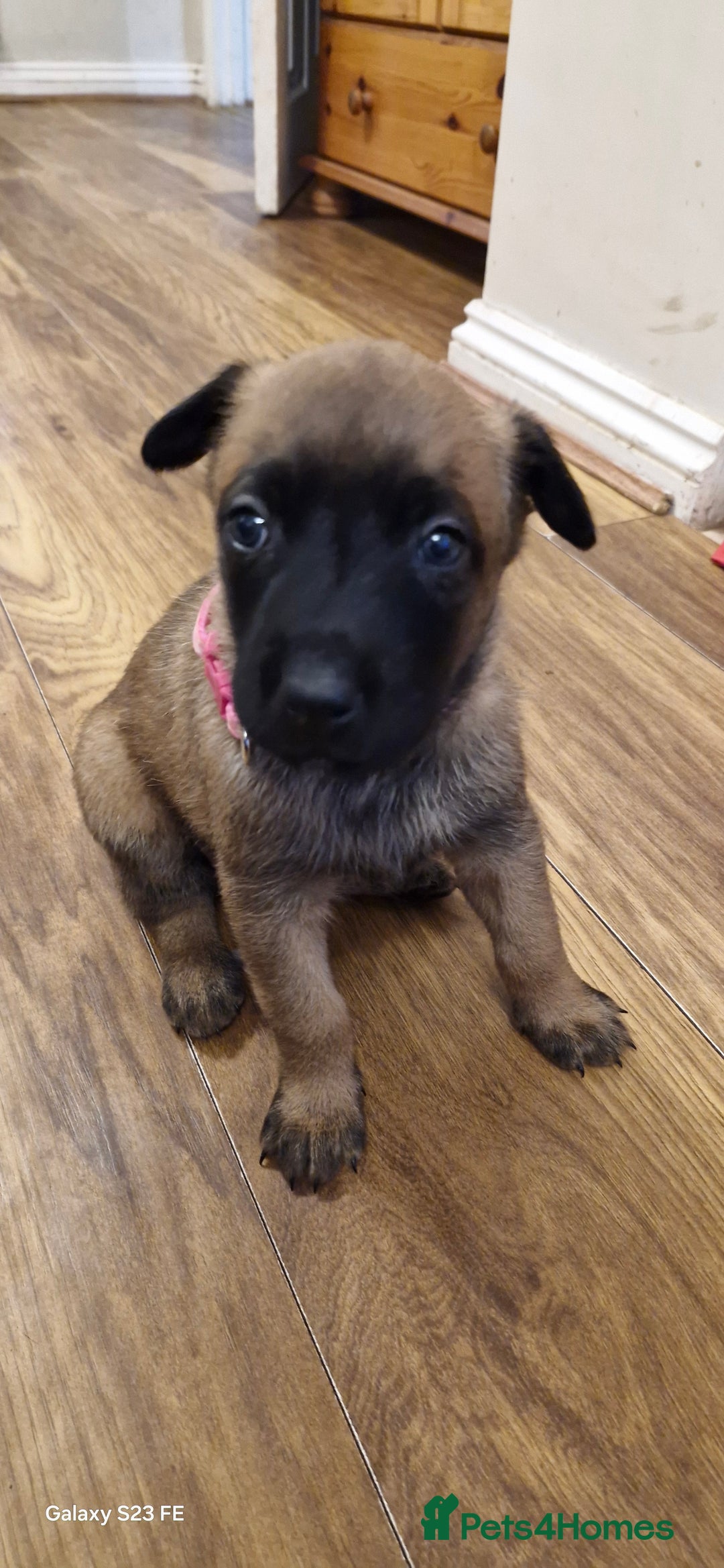 Belgian Shepherd Dog dogs for sale: Stunning Belgian Malinois Puppies - Image 8