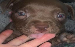 American Bully dogs for sale: pocket bully pups looking for there forever home  - Image 6