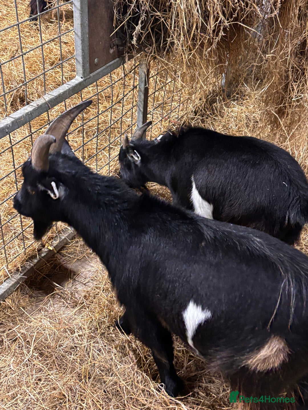 Goats livestock for sale: 2 x Male Pygmy Goats  - Image 5